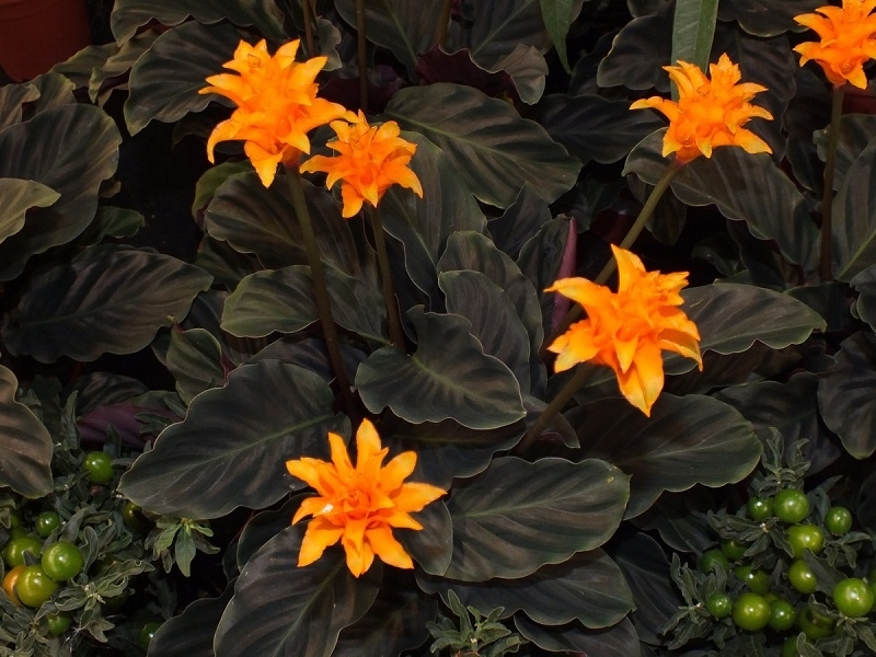 Кімнатний квітка калатея – види і правила догляду за рослиною